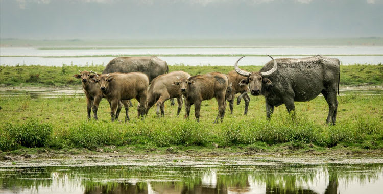8-Day Eastern Nepal Tour: Wildlife, Tea Gardens & Cultural Heritage Itinerary