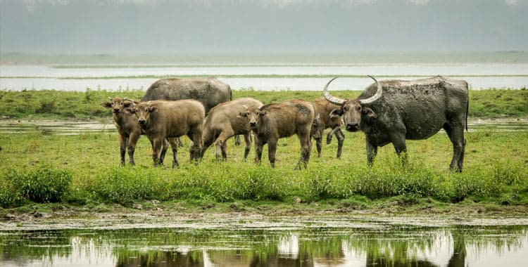 8-Day Eastern Nepal Tour: Wildlife, Tea Gardens & Cultural Heritage Itinerary